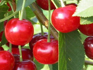 Wiśnia Prunus fruticosa 'Szklanka' KARŁOWA