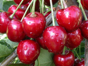 Wiśnia Prunus fruticosa 'Wróble' KARŁOWA