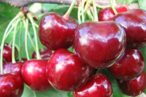 Wiśnia Prunus fruticosa 'Łupka Rosyjska' KARŁOWA