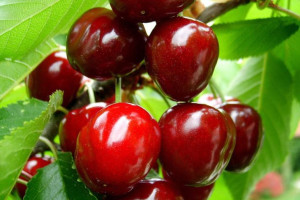 Wiśnia Prunus fruticosa karłowa CZERECHA GRUBIŃSKA