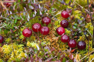 Żurawina 'Vaccinium' STEVENS