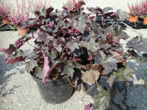 Żurawka 'Heuchera' CZERWONA