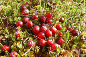 Żurawina 'Vaccinium' EARLY BLACK