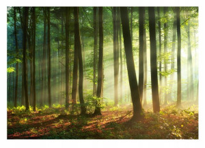 Fototapeta LAS SŁOŃCE DRZEWA Do Sypialni 254x184