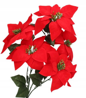 Gwiazda Betlejemska Welurowa Bukiet 50cm Poinsecja