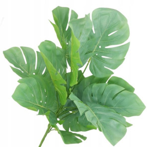 Monstery Monstera Bukiet Xxl Liście 60cm Gałązki