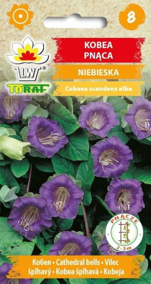 TORAF Kobea Pnąca Fioletowa [6szt.]1op.