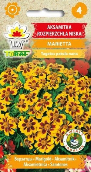 Toraf Nasiona Aksamitka rozpierzchł niska Marietta