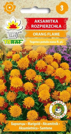 Toraf Nasiona Aksamitka rozpierzchła Orange Flame