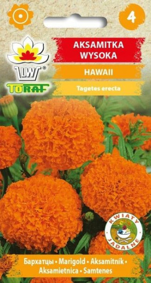 Toraf Nasiona Aksamitka wysoka Hawaii pomarańczowa