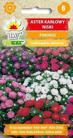 Toraf Nasiona Aster karłowy Pinokio mieszanka 0,3g