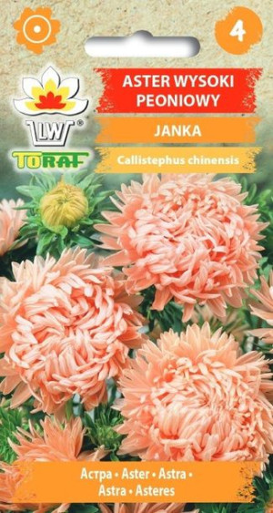 Toraf Nasiona Aster wysoki peoniowy Janka 1g