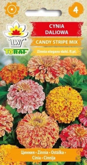 Toraf Nasiona Cynia daliowa CANDY STRIPE MIX 1g