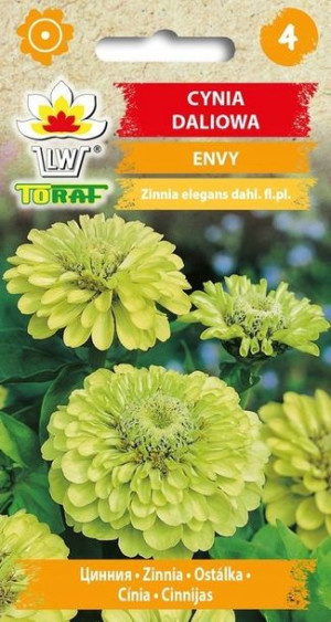 Toraf Nasiona Cynia daliowa ENVY 1G
