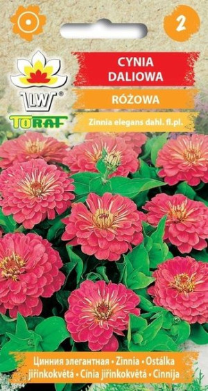 Toraf Nasiona Cynia daliowa RÓŻOWA 1g
