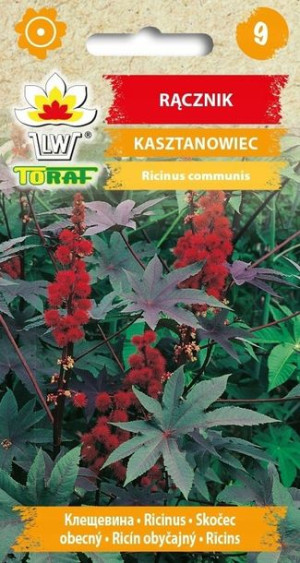 Toraf Nasiona Rącznik KASZTANOWIEC czerwony