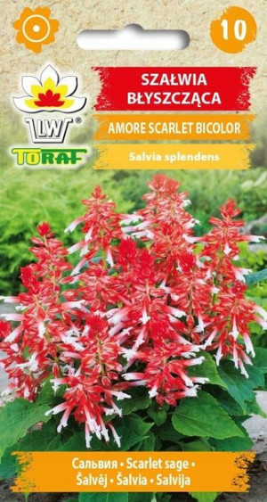 Toraf Nasiona Szałwia amore Scarlet dwukolorowa