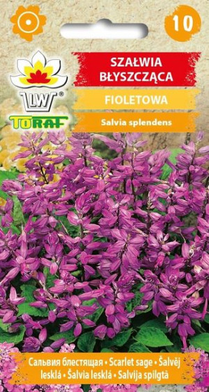 Toraf Nasiona SZAŁWIA BŁYSZCZĄCA FIOLETOWA