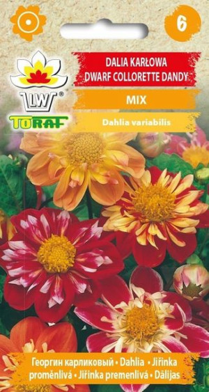 Toraf Nasiona Dalia karł.Collorette Dandy mix 0,5g
