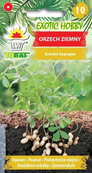 Toraf Nasiona Exotic Hobby Orzech Ziemny
