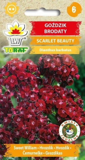 Toraf Nasiona Goździk brodaty SCARLET BEAUTY 0,5G