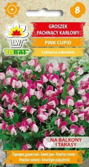 Toraf Nasiona Groszek pachnący karłowy Pink Cupid