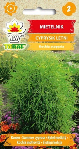 Toraf Nasiona Mietelnik - zielony cyprysik letni