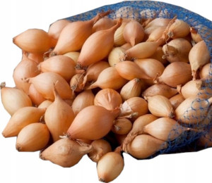 Cebula DYMKA 0,5kg 15-20mm Wolska III 500g