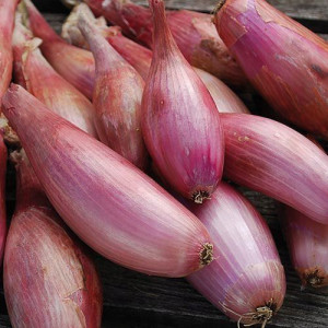 Cebula Podłużna 0,25kg DYMKA Szalotka Zebrune 250g