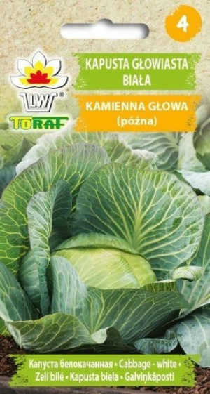 Toraf Kapusta Biała Kamienna Głowa 2g
