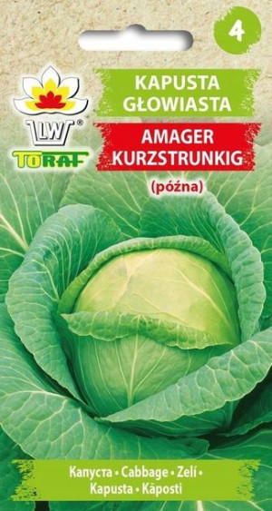 Toraf Kapusta głowiasta AMAGER KURZSTRUNKIG 2G