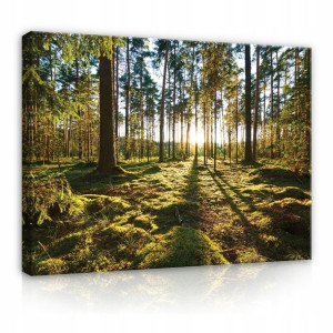Obraz Na Płótnie LAS DRZEWA NATURA Duży 60x40