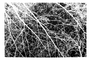 Dywan Pluszowy Nature 4d Czarny Biały Tree 160x230