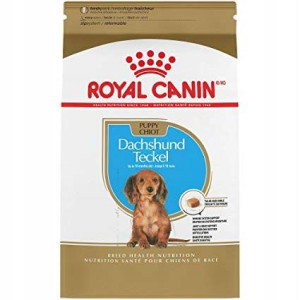 Royal Dachshund Puppy 1,5kg