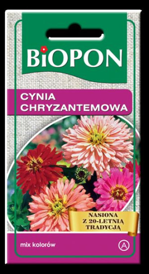 Cynia Wytworna Chryzantemowa Biopon Nasiona