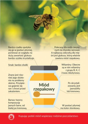 Karta informacyjna A4 "Miód rzepakowy" (1 szt) - wzór KI11