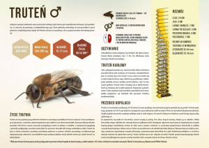 Średnia tablica edukacyjna TRUTEŃ - wzór F248