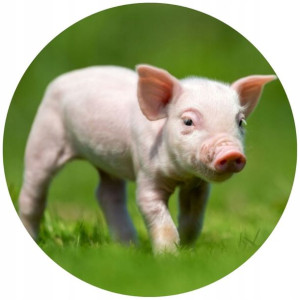 Opłatek Na Tort Okrągły 20 Cm Świnia Świnka Farma