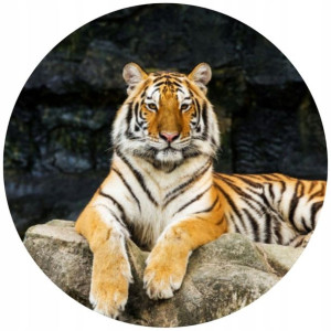 Opłatek Na Tort Okrągły 20 Cm Tygrys Urodziny Zoo