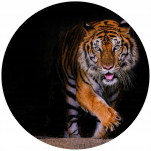 Opłatek Na Tort Okrągły 20 Cm Tygrys Urodziny Zoo
