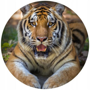Opłatek Na Tort Okrągły 20 Cm Tygrys Urodziny Zoo