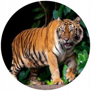 Opłatek Na Tort Okrągły 20 Cm Tygrys Urodziny Zoo