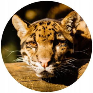 Opłatek Na Tort Okrągły 20 Cm Tygrys Urodziny Zoo