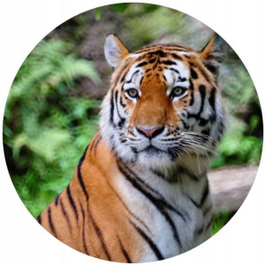 Opłatek Na Tort Okrągły 20 Cm Tygrys Urodziny Zoo