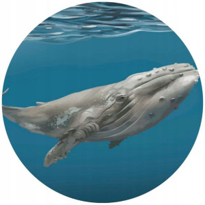 Opłatek Na Tort Okrągły 20 Cm Wieloryb Ocean Gruby