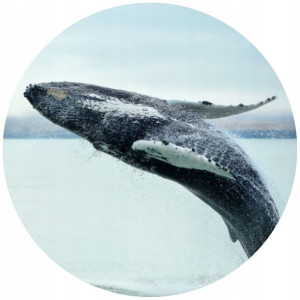 Opłatek Na Tort Okrągły 20 Cm Wieloryb Ocean Gruby
