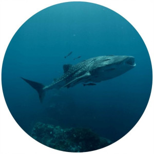Opłatek Na Tort Okrągły 20 Cm Wieloryb Ocean Gruby