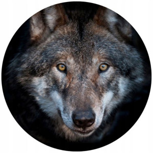 Opłatek Na Tort Okrągły 20 Cm Wilk Wilkołak Las