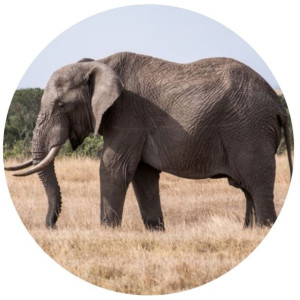 Opłatek Na Tort Okrągły 20 Cm Słoń Zoo Dekoracja