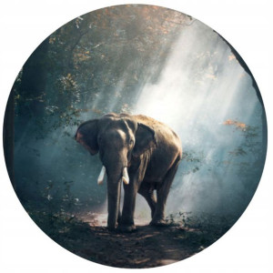 Opłatek Na Tort Okrągły 20 Cm Słoń Zoo Dekoracja
